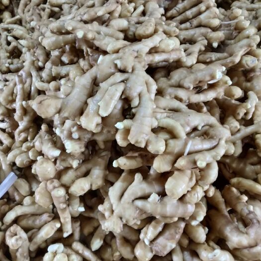 昌邑市大黄姜 一般偏上姜!价格美丽