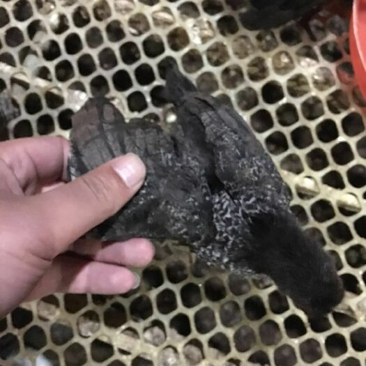沭阳县芦花鸡苗 45天脱温鸡纯种汶上芦花鸡脱温鸡活体大种芦花脱温苗