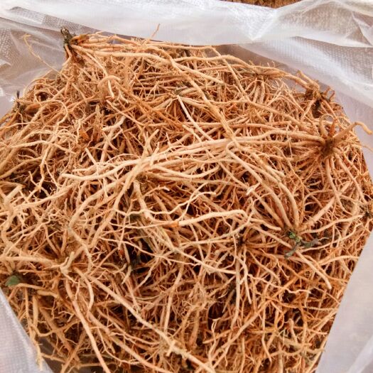屏边县红根野蚕豆苗 本人供应红根野蚕豆根，货真价实，可以放心购买