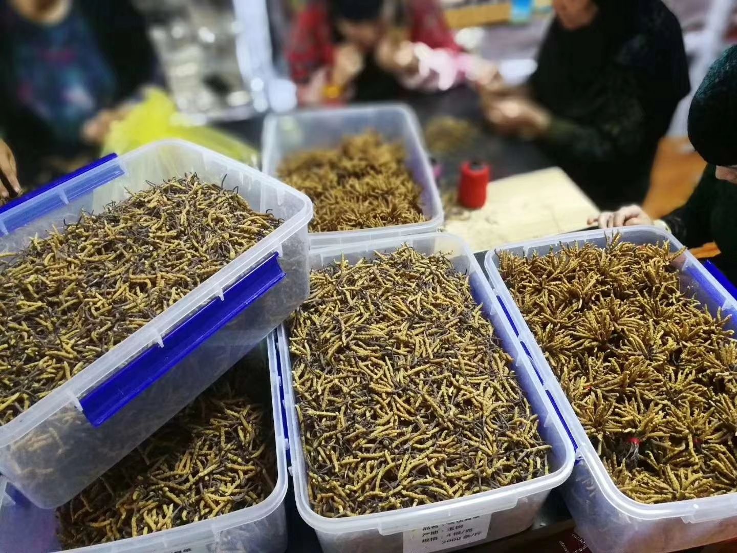 冬虫夏草  玉树2500条精选  全国包邮