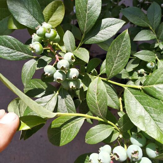 泰安蓝丰蓝莓苗 常年供应各种果树苗，