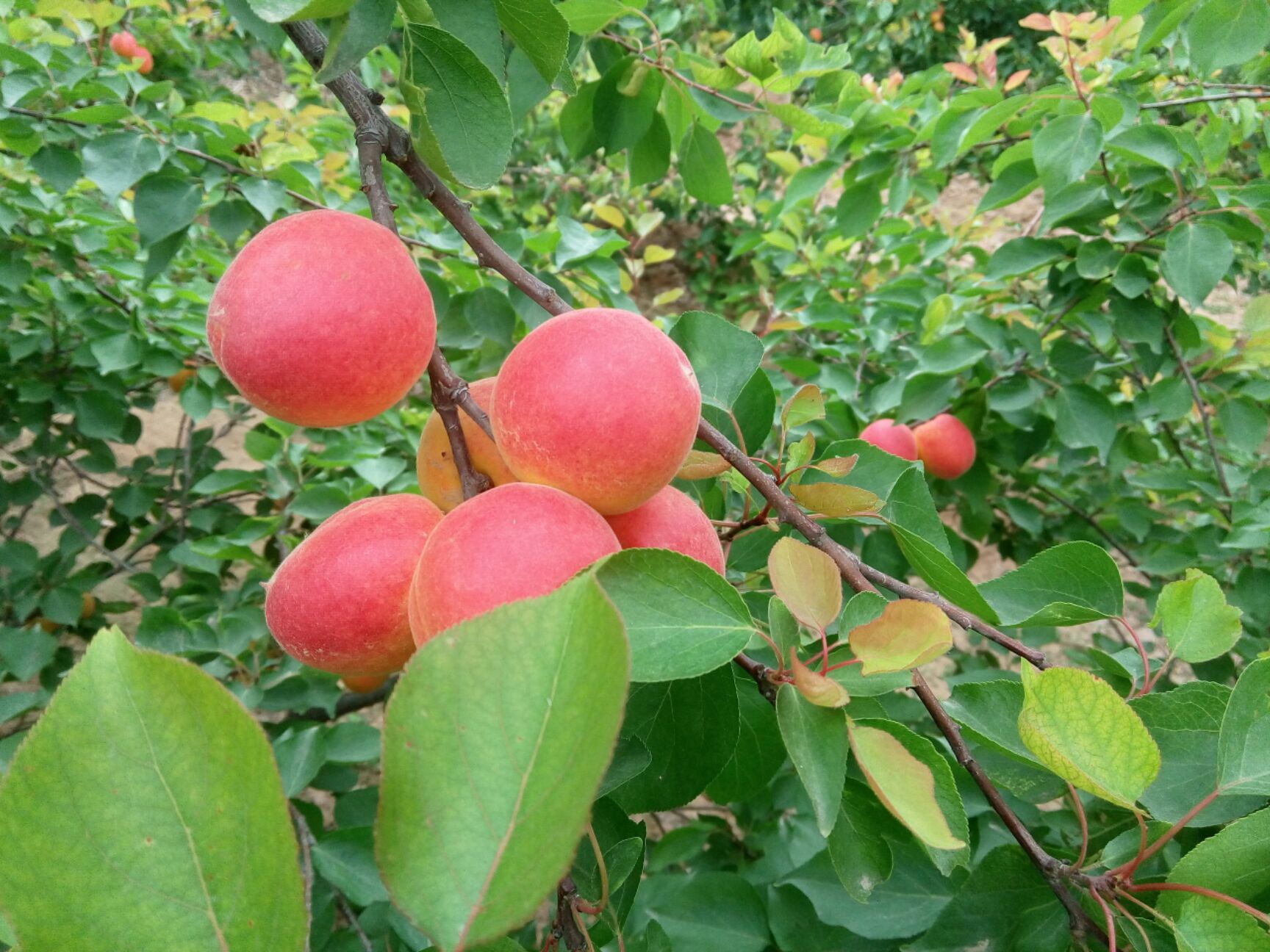  大红杏，胭脂杏