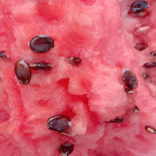 保定 河北保定西瓜大量上市