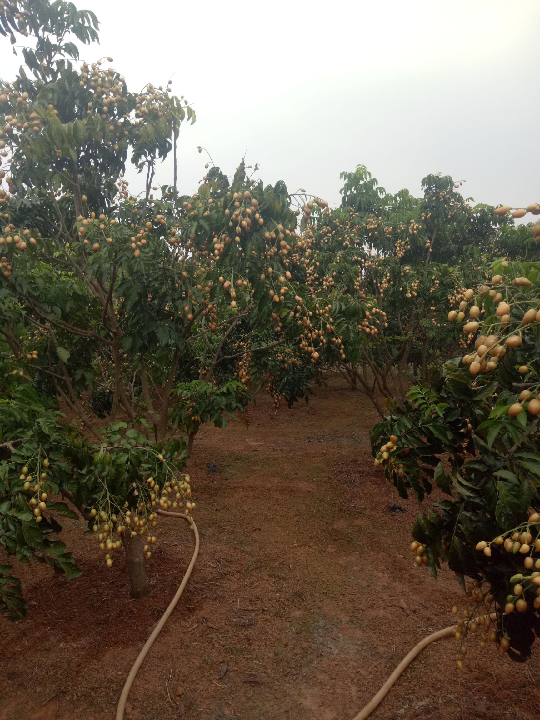 黄皮果（鸡心皮）