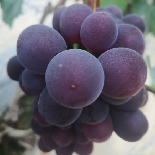 单县 早熟红无核葡萄大量上市了