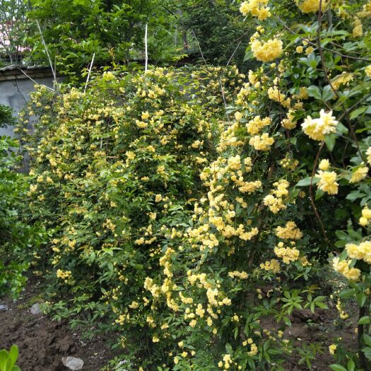 邳州市木香花  正宗爬木香