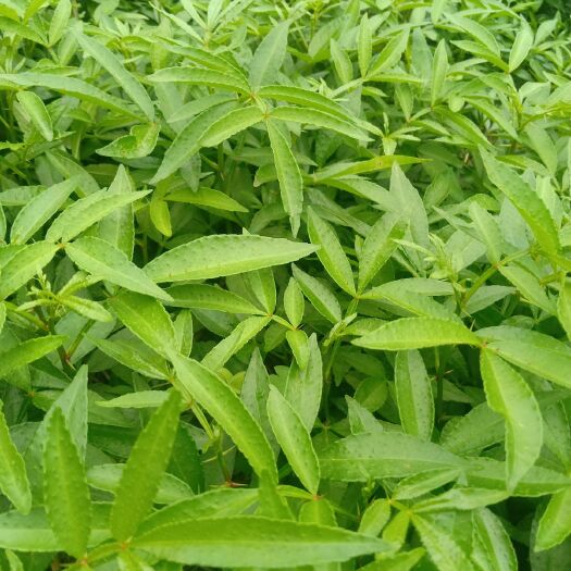 金阳县九叶青花椒苗