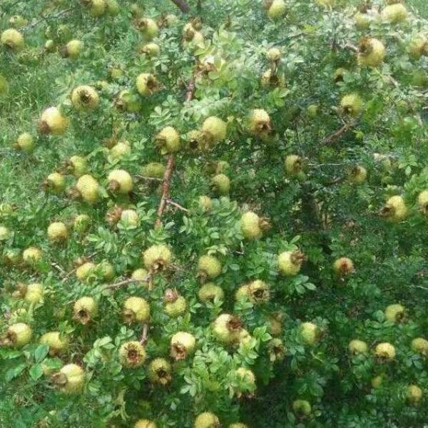 水果金刺梨苗 刺梨苗庭院种植苗 刺梨苗包成活