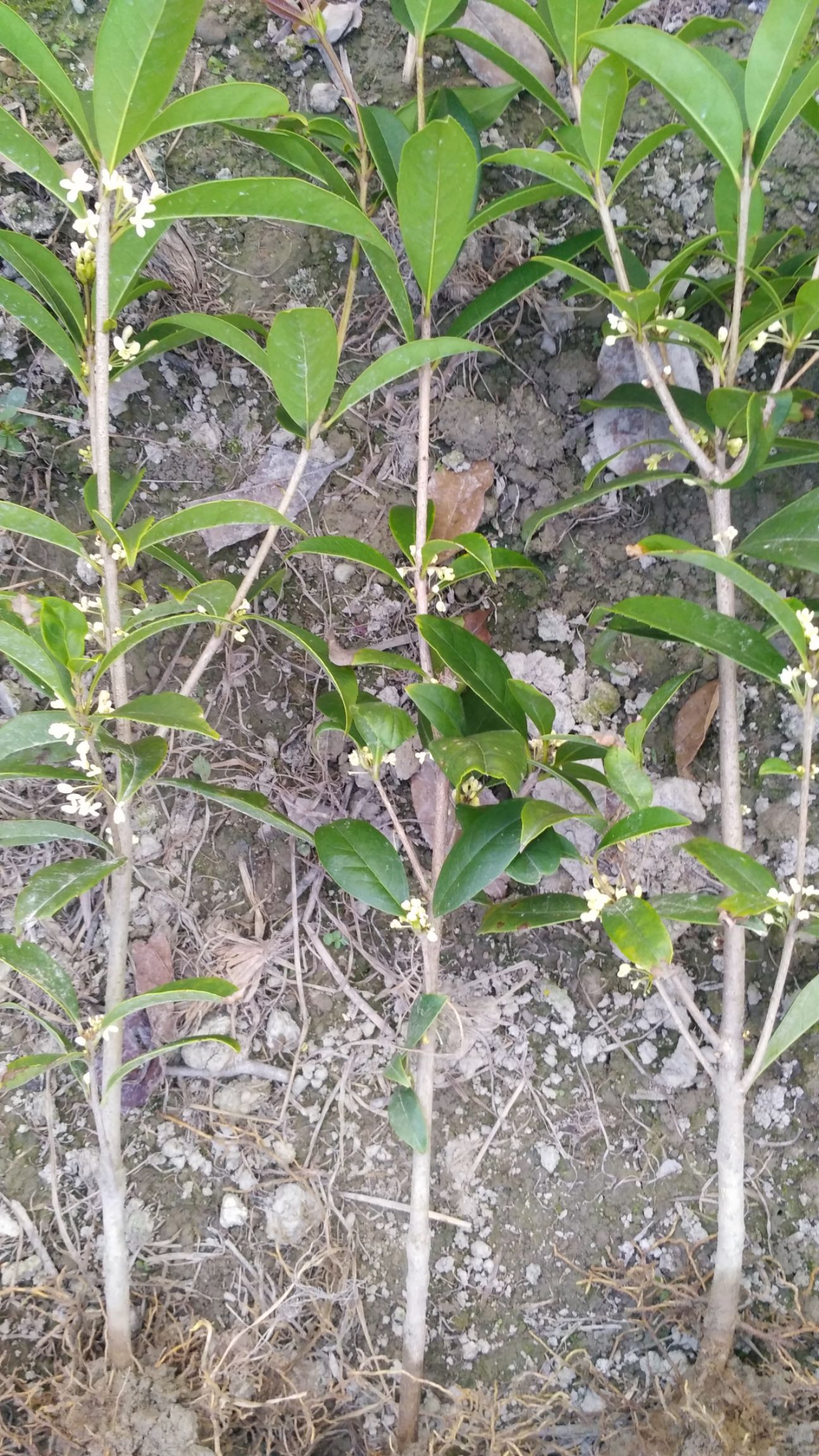  日香桂從小開花【花期長達240天】