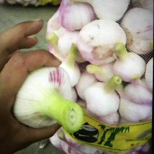 灌南县 紫皮大蒜，混货级，鲜蒜，欢迎大佬前来合作