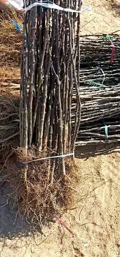  花椒苗基地自产直销 现挖现卖 第二年见果 提供种植技术