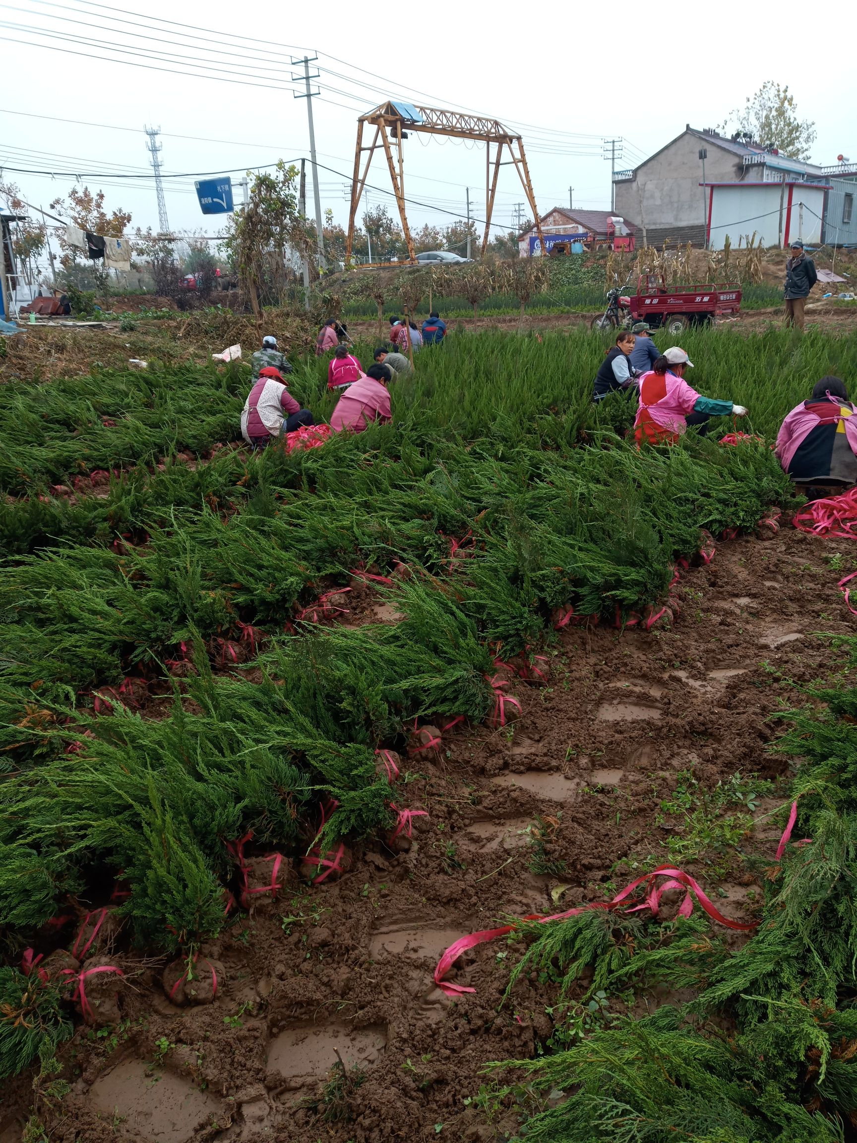 小龙柏  40公分龙柏价格40/60公分龙柏基地苗木批发