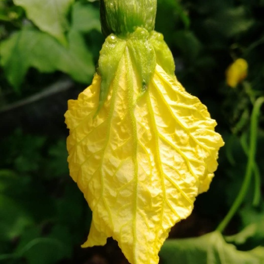 寿光市 丝瓜顺直鲜花王