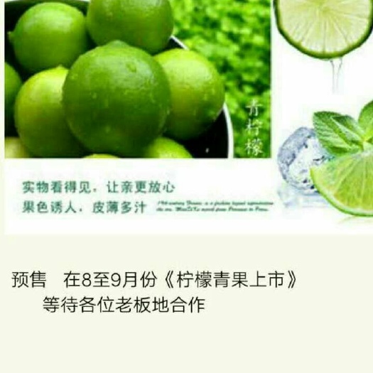 重庆市 黄柠檬上市，现摘现发，皮溥多汁，夏季必备柠檬水  酸爽歪歪