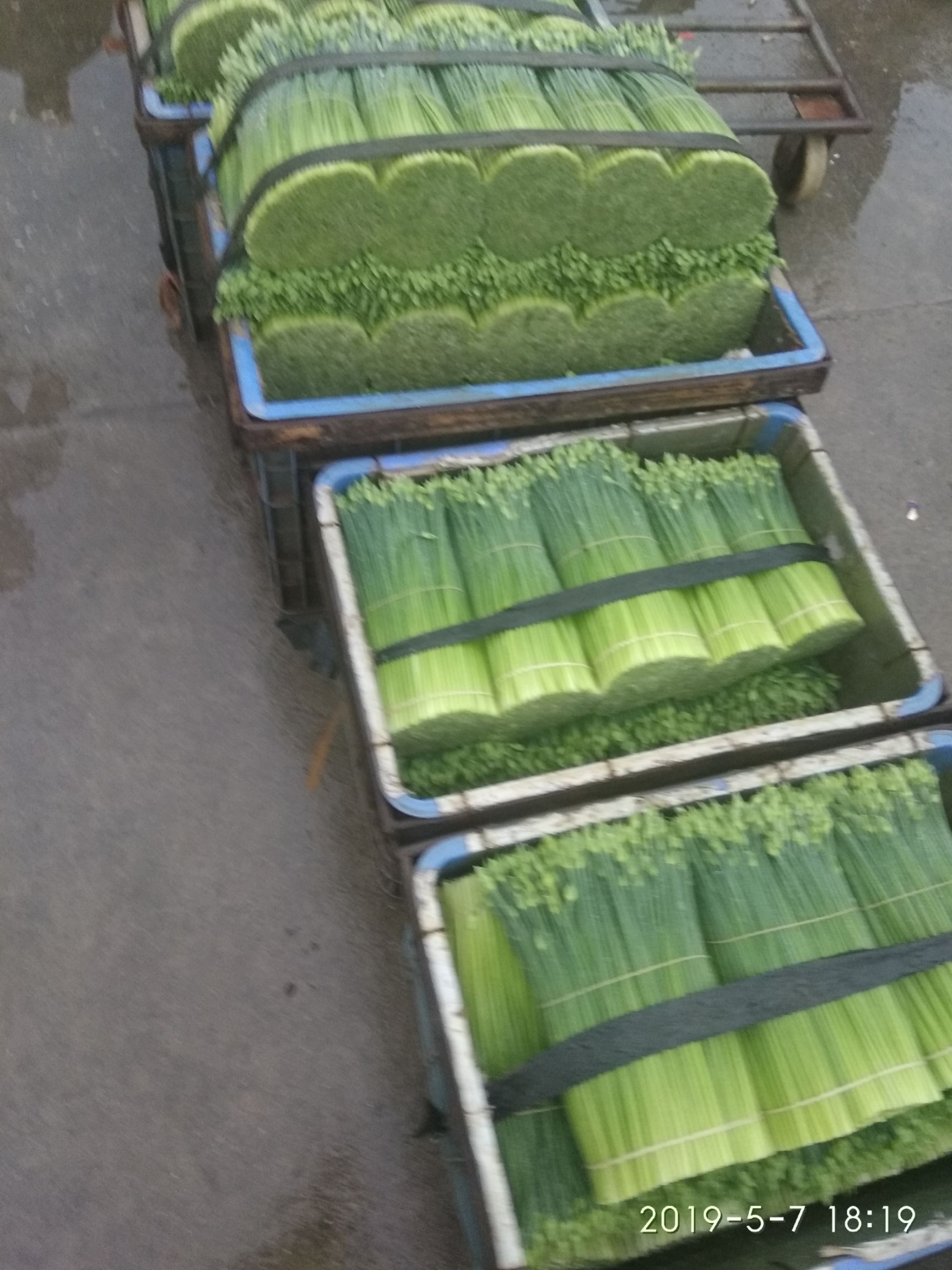 韭菜花 全年365天天天供货，鲜品，绝不冷藏。