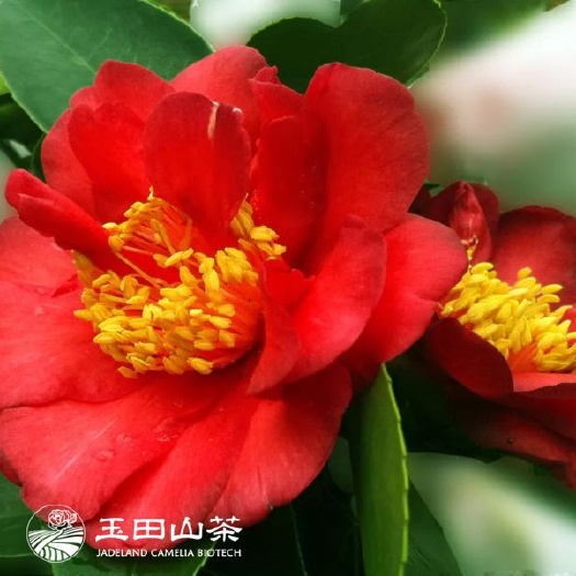 漳平市 花露珍茶花