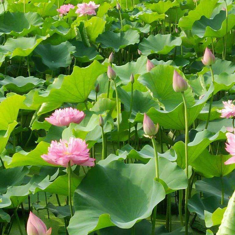 荷花苗
