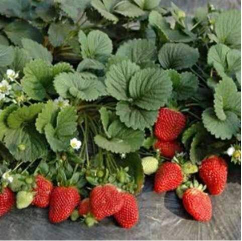 红颜草莓苗 春季种苗开始预订。。。。需要的老板联系！！！