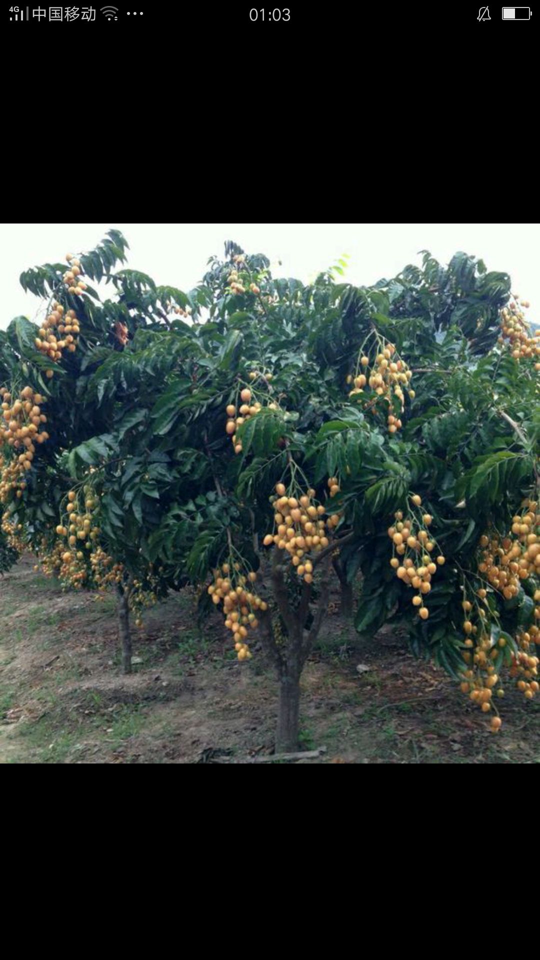 黄皮果（鸡心皮）