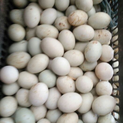 蒙城县麻鸭蛋 全都是麻鸭青壳，我们是大型养殖场欢迎各位有需要的朋友来采购