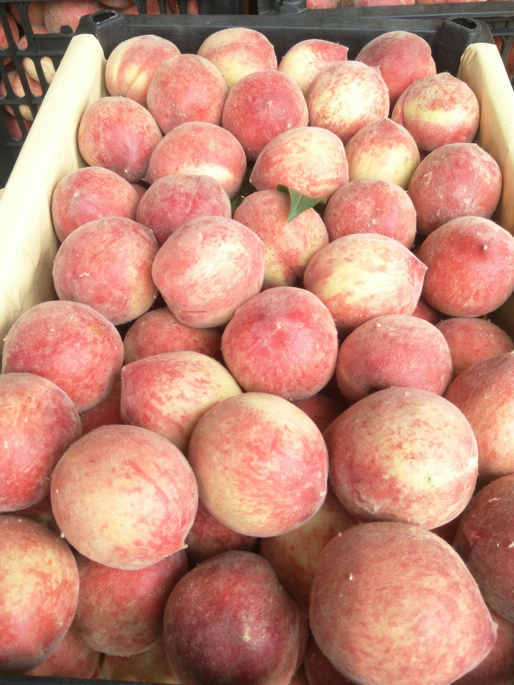 水蜜桃 春雪毛桃代办，即将大量上市，单次万斤以上的客商请联系我