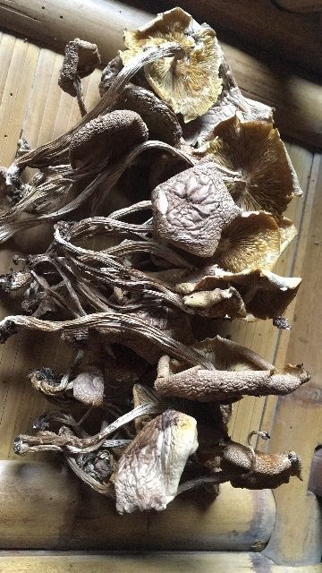 广昌县广昌3号茶树菇  2021新货 开伞茶树菇 种植基地直销