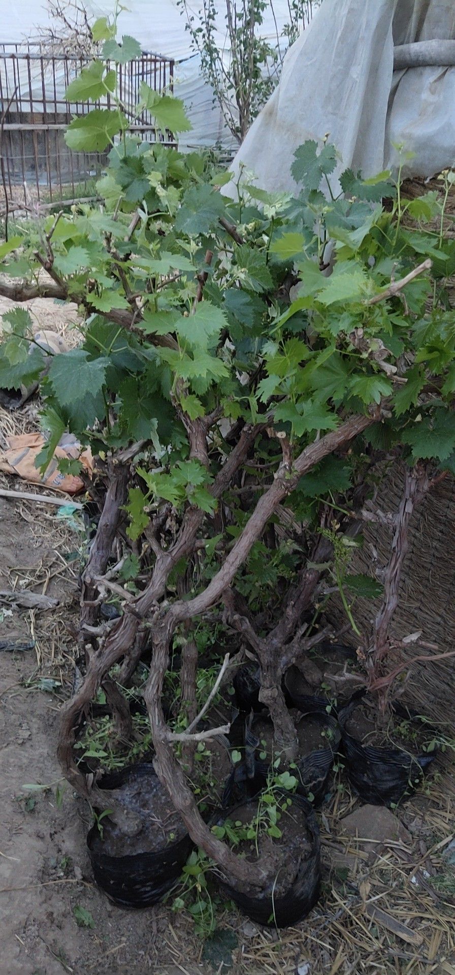 盆栽葡萄苗 葡萄盆栽果树盆栽