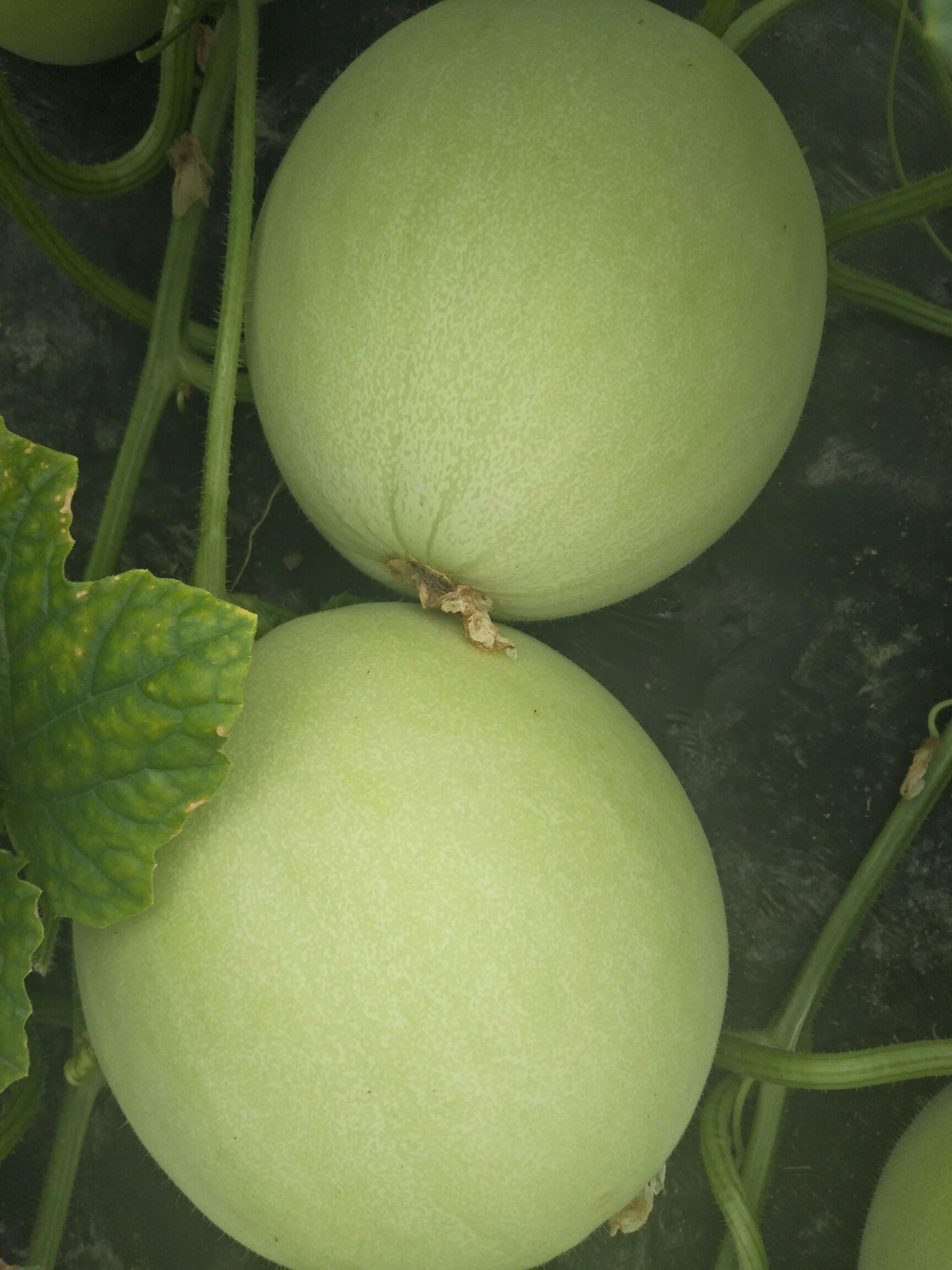 玉姑甜瓜 2斤以上