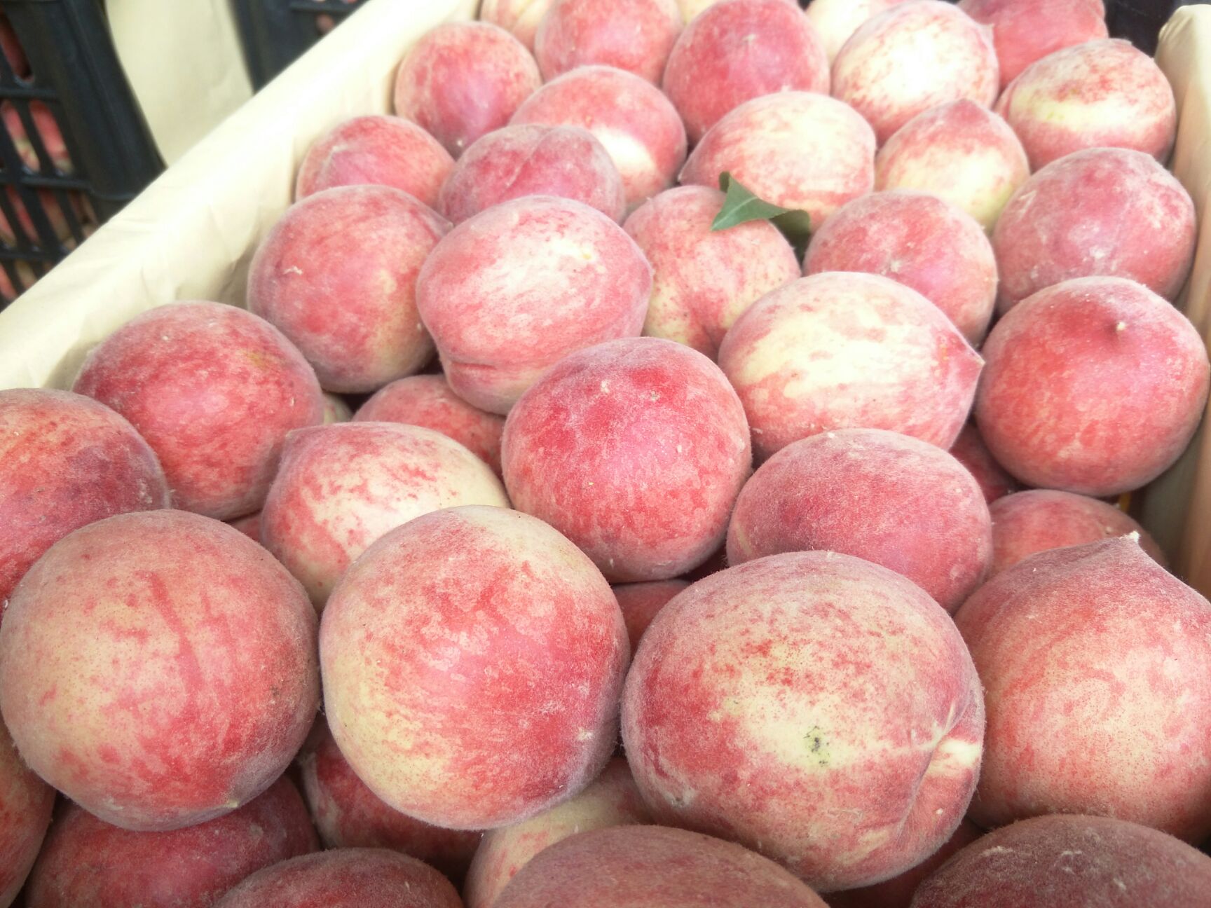 水蜜桃 春雪毛桃代办，即将大量上市，单次万斤以上的客商请联系我