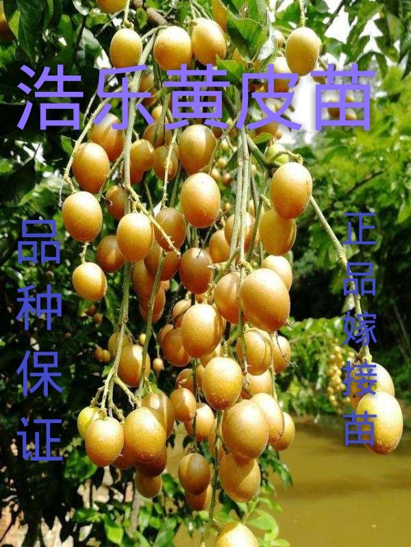  黄皮果树苗包邮嫁接无核黄皮果苗盆栽鸡心黄皮树苗庭院种植水果