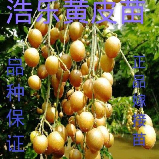 灵山县 黄皮果树苗包邮嫁接无核黄皮果苗盆栽鸡心黄皮树苗庭院种植水果