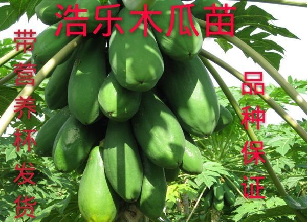 灵山县 大青木瓜苗番木瓜树苗 南方木瓜苗红肉木瓜苗 水果木瓜苗