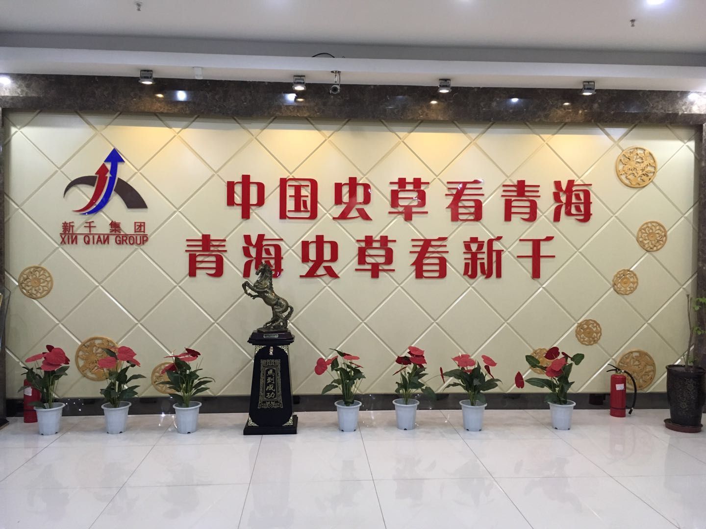 冬虫夏草  玉树2500条精选  全国包邮