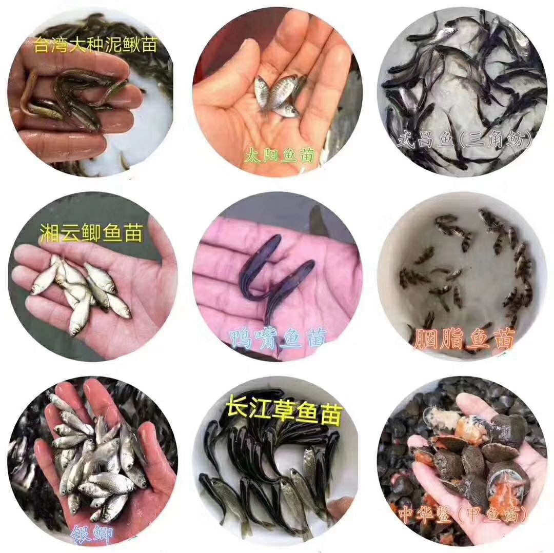  澳洲龙虾苗