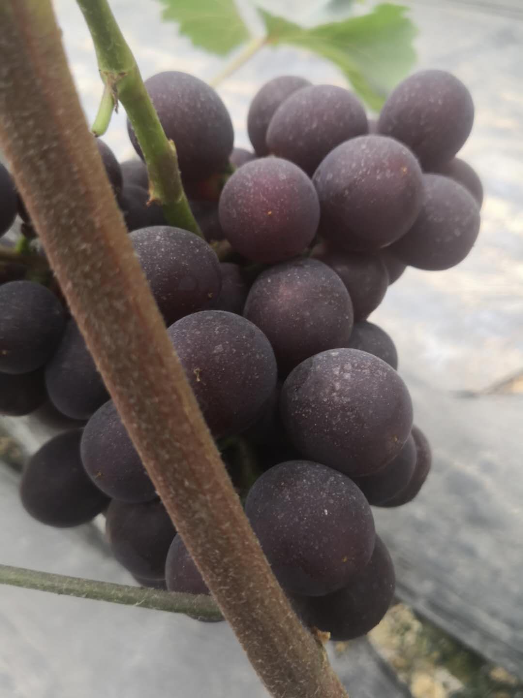  夏黑葡萄大量上市了