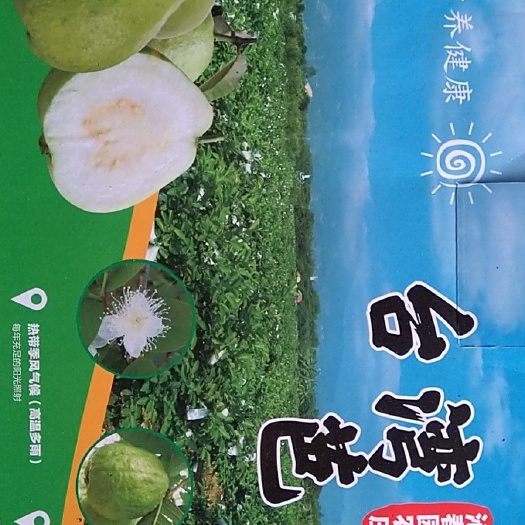 珠海 红心芭乐