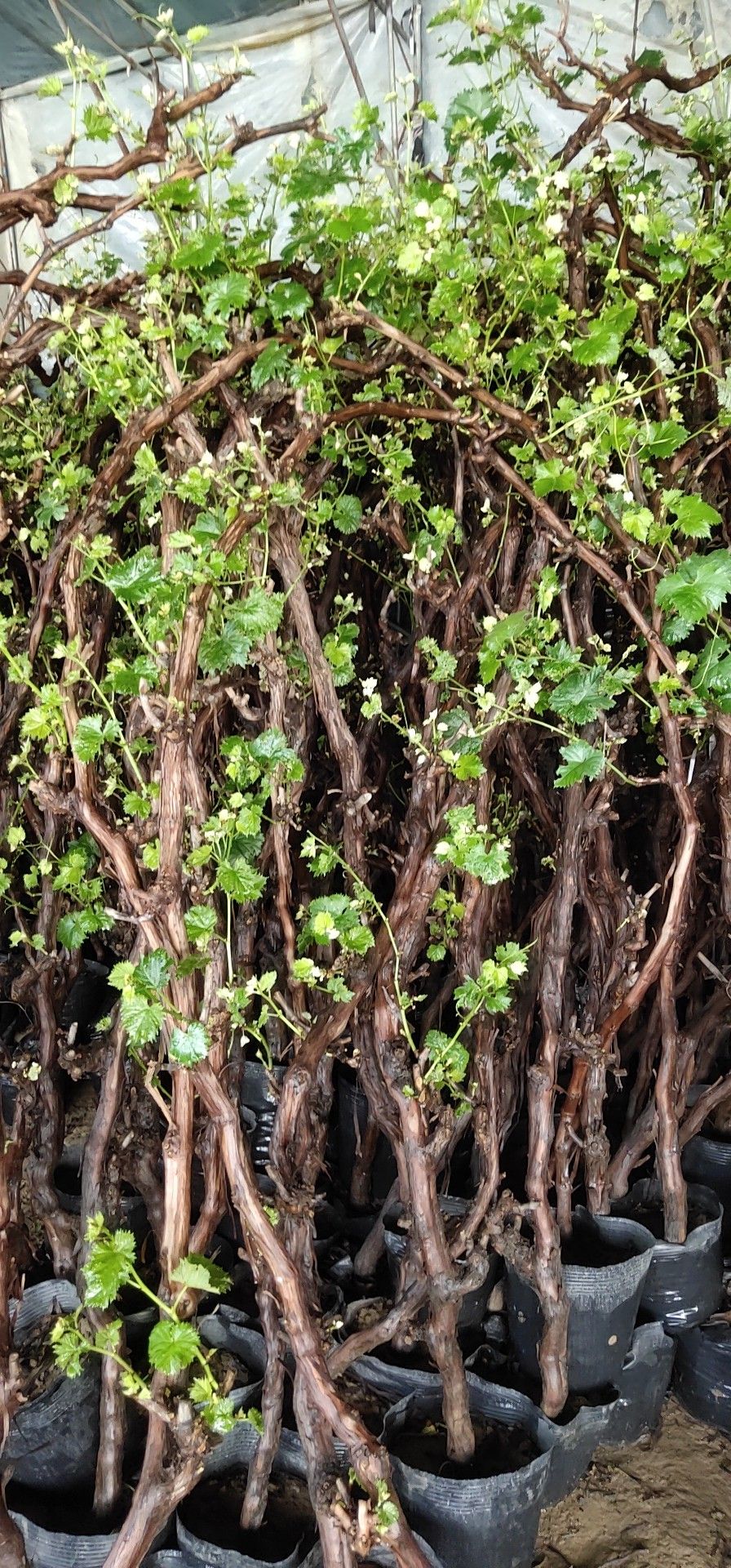 盆栽葡萄苗 葡萄盆栽果树盆栽