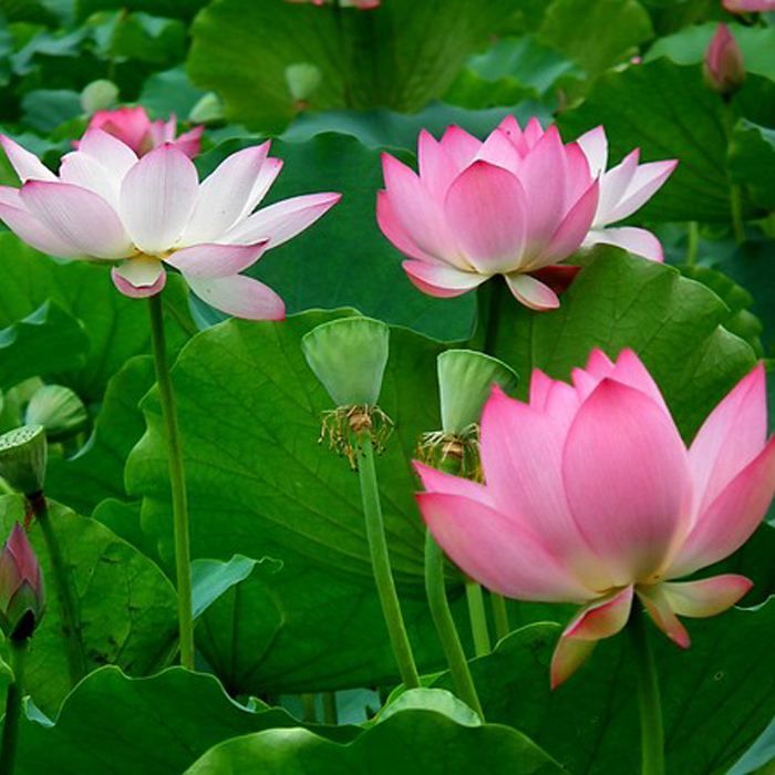 荷花苗