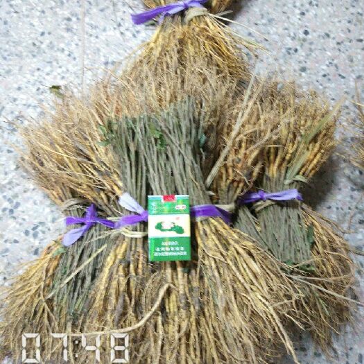 桐乡市草桑苗 大量供应  具体规格联系店主