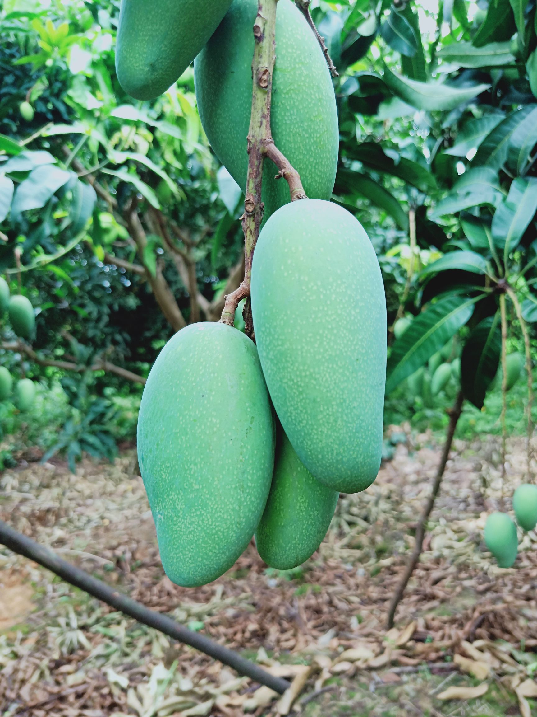 [金煌芒批发]金煌芒 5两以上价格4.5元/斤 - 惠农网