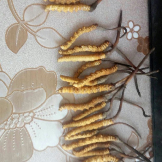海东冬虫夏草 补肺平喘。