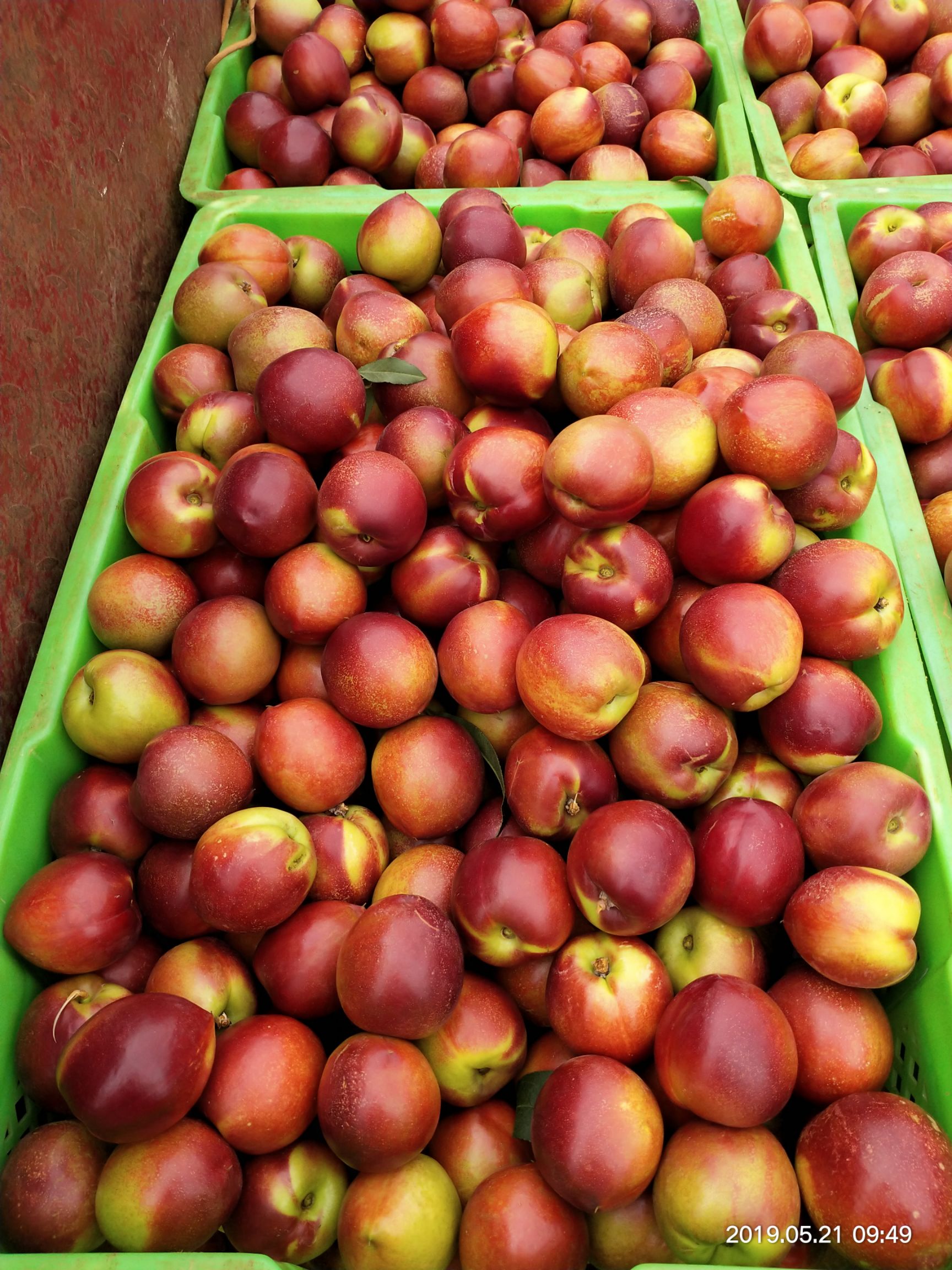  油桃产地大量上市