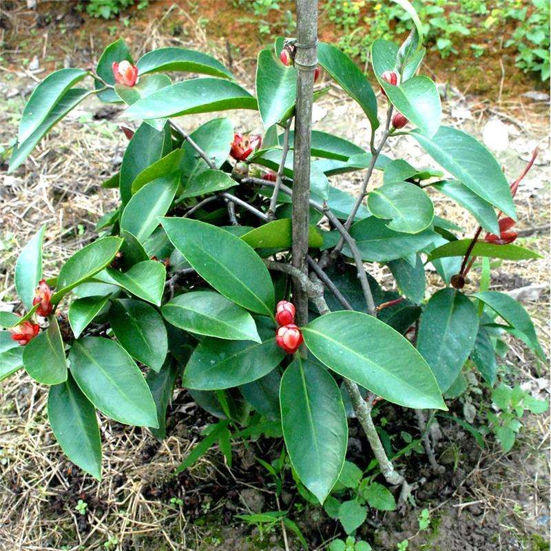  黑老虎苗布福娜果树苗观赏盆栽苗抗霜冻南北方可种通道黑老虎