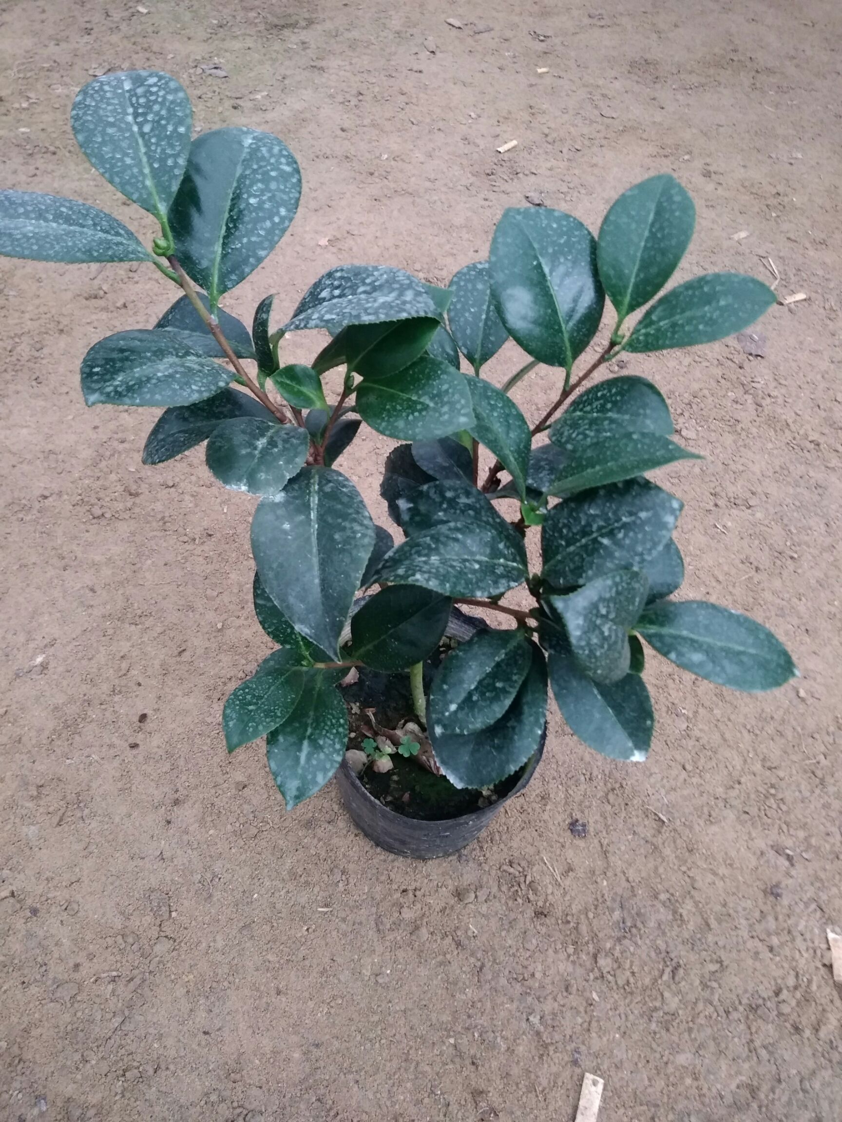  各品种茶花苗出售
