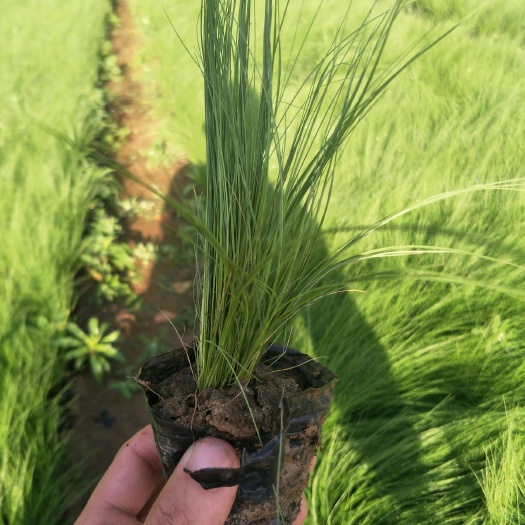 青州市细叶针芒 出售各种绿化苗木