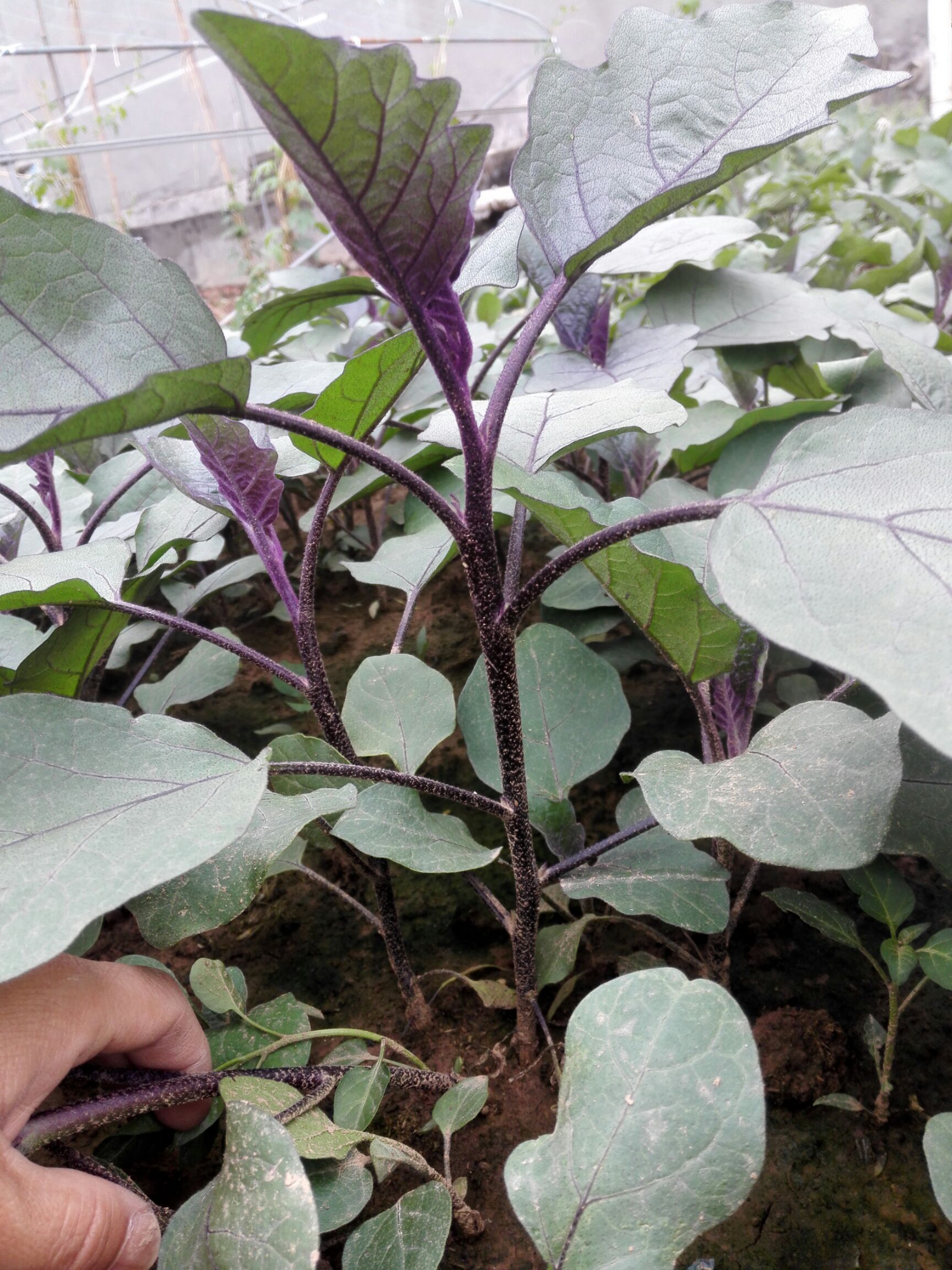茄子苗 紫墨色长茄,皮薄肉嫩,味清甜,小孩老人都爱吃.也可作烧烤茄.