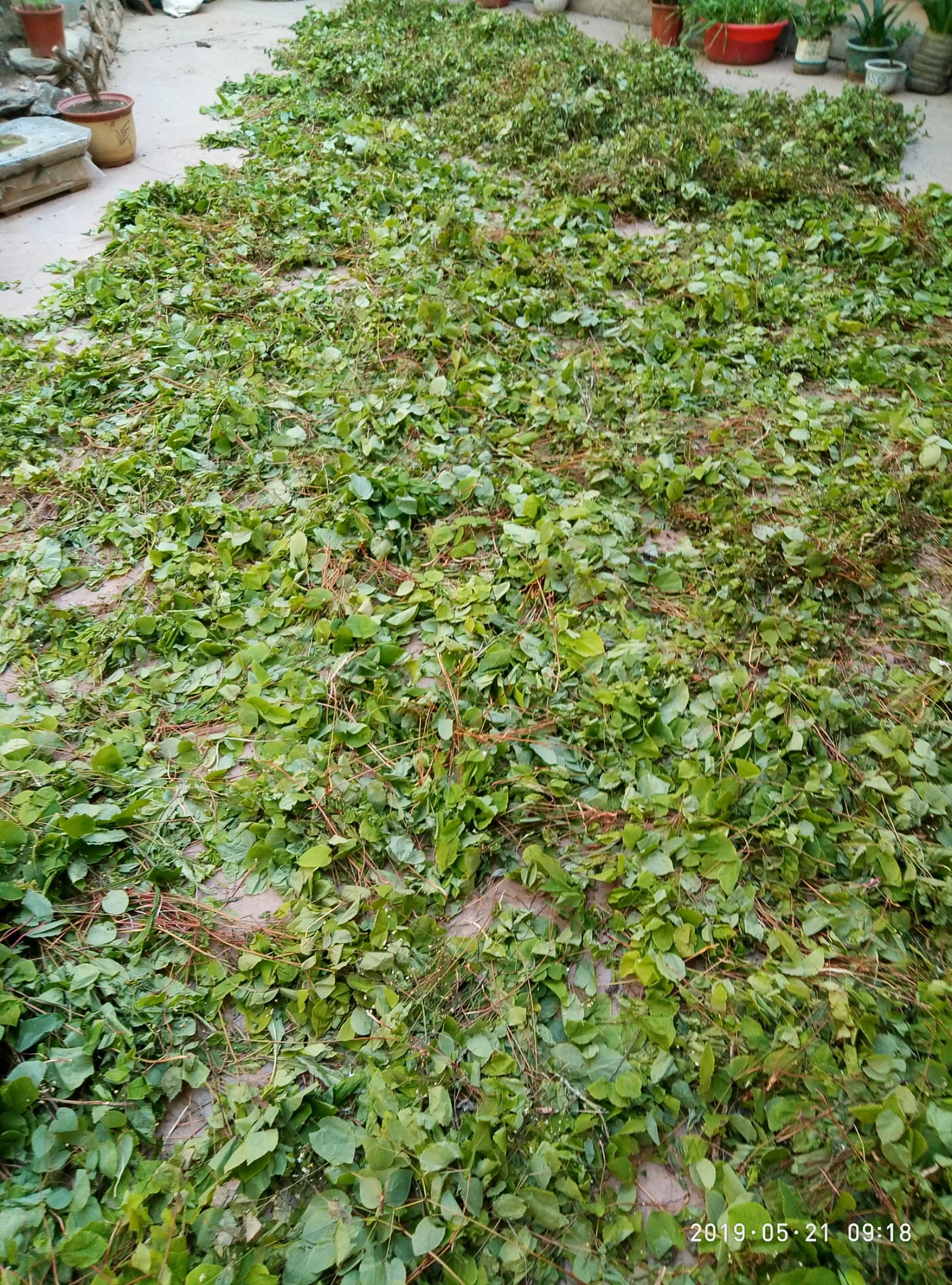 淫羊藿甘肃小圆叶深山采摘500克包邮