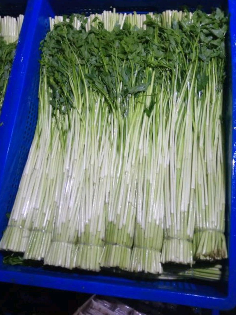 鲜水芹菜，包邮全国！