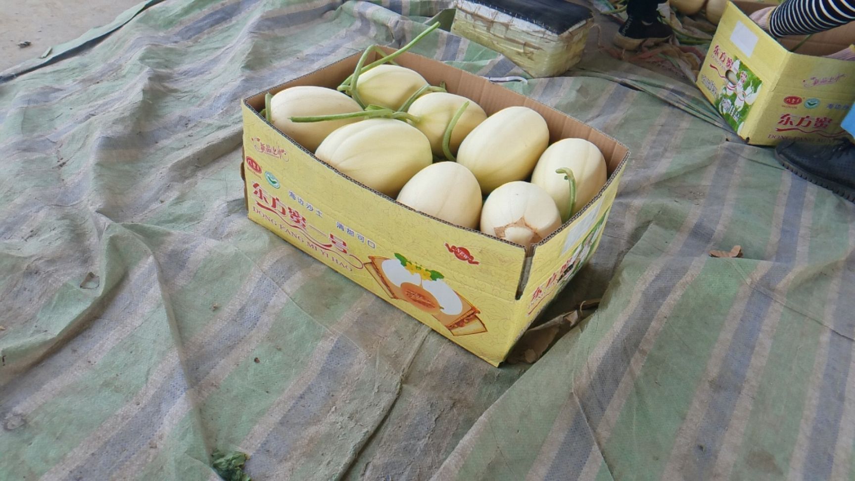 东方蜜1号 东方密