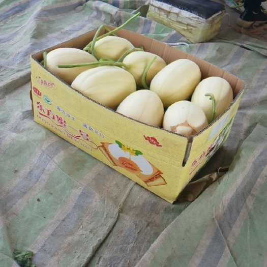 东方蜜1号 东方密